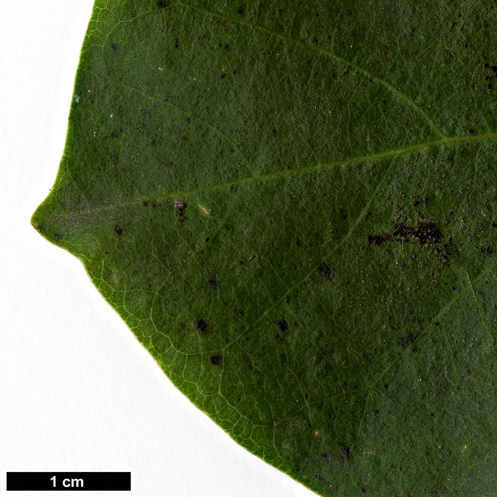 High resolution image: Family: Magnoliaceae - Genus: Magnolia - Taxon: sprengeri - SpeciesSub: var. elongata 